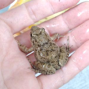 活エサ ヌマガエル Mサイズ 胴長3~4cm ...の詳細画像5
