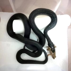 繁殖個体 活エサ ヌマガエル SMサイズ 胴長...の詳細画像3