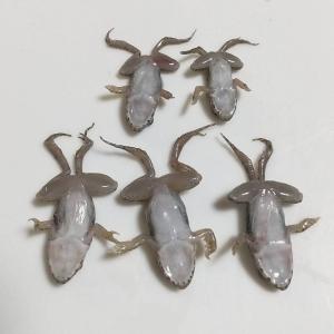 【給餌ガイド付き】拒食対策用 国産 冷凍カエル...の詳細画像2