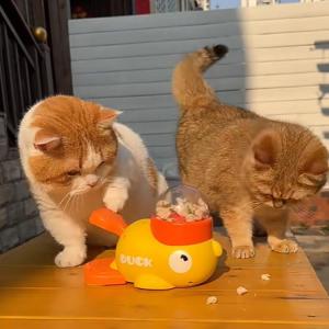知育給餌器 知育 滑り止め 猫 ペット食器 ペ...の詳細画像2