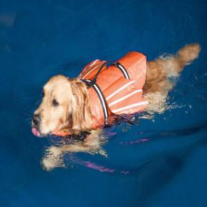 あごのせ浮き付き×反射材!ライフジャケット 犬...の詳細画像1