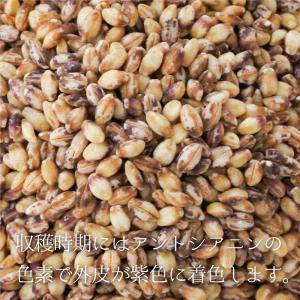 もち麦/国産もち麦/九州産/もち麦工房 純国産...の詳細画像2