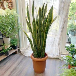 サンスベリア サンセベリア 8号観葉植物空気清浄 Green8590 あとりえ 悠然 通販 Yahoo ショッピング