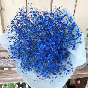 ブルーのかすみ草花束青染めl誕生日 記念日感謝のお花クール便 Kasumibcool5 あとりえ 悠然 通販 Yahoo ショッピング