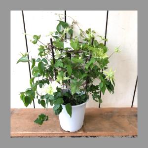 クレマチス 白万重 5号鉢 ／ つる性多年草 宿根草 フェンス【希少な緑白八重】4月30日までのお届け