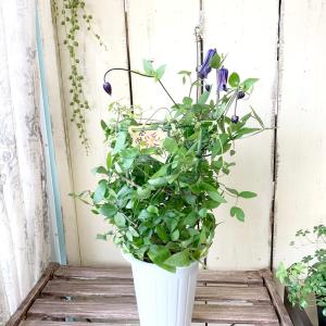 クレマチス ロウグチ 花 ガーデニング の商品一覧 通販 Yahoo ショッピング