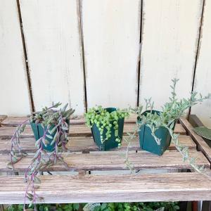 多肉植物 ルビーネックレスの商品一覧 通販 Yahoo ショッピング