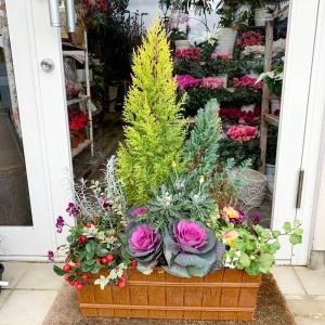 コニファーとローズブーケ葉牡丹チェッカーベリーウッド調ロングプランター寄せ植え Yose099 あとりえ 悠然 通販 Yahoo ショッピング