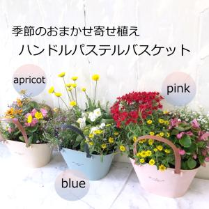 季節のおまかせ寄せ植えハンドルパステルバスケッ...の詳細画像1