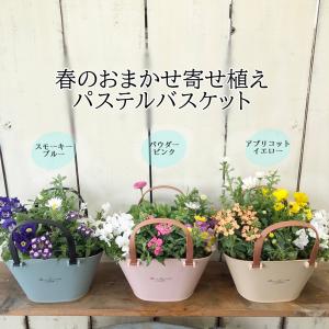 季節のおまかせ寄せ植えハンドルパステルバスケッ...の詳細画像5