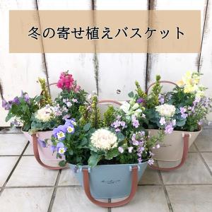 季節のおまかせ寄せ植えハンドルパステルバスケッ...の詳細画像3