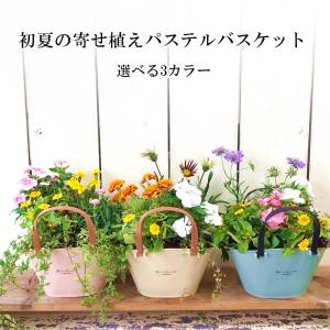 季節のおまかせ寄せ植えハンドルパステルバスケッ...の詳細画像4
