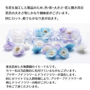 ハーバリウム花材 イモーテル 4輪[全12種]...の詳細画像3
