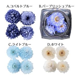 ハーバリウム花材 イモーテル 4輪[全12種]...の詳細画像4