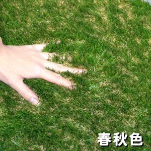 人工芝 ロール 10m 色までリアルな人工芝 ...の詳細画像1