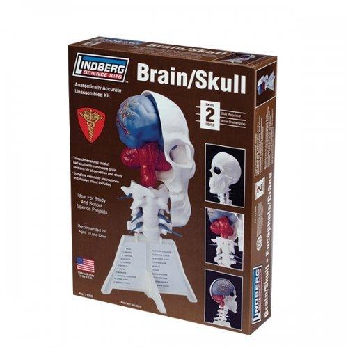 リンドバーグ 人体模型 脳&amp;左頭蓋骨