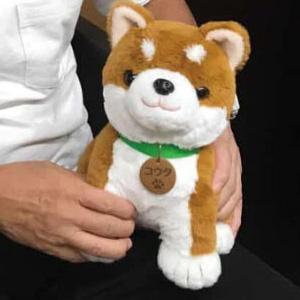 大人向け 音声認識 ぬいぐるみ 【 しばいぬコウタ バンダナ付き】 高齢