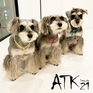 犬用チョーカー手作り 犬服 アクセサリー の商品一覧 犬用品 ペット用品 生き物 通販 Yahoo ショッピング