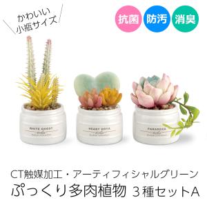 多肉植物 寄せ植え CT触媒消臭アーティフィシャルグリーン エクリア小瓶 3種類セットA ホワイトゴースト ハートホヤ ハートプランツ パラドクサ サボテン