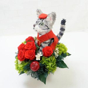 還暦祝いのちゃんちゃんこ付きアメリカンショート...の詳細画像1