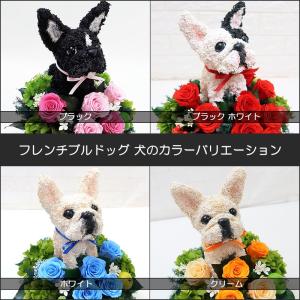 ウェルカムドール フレンチブルドッグ 豪華なプ...の詳細画像4