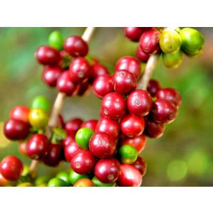 コーヒー豆 グァテマラ レタナレッドブルボン 200gの商品画像