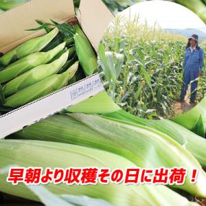 令和8年予約分 「朝採りとうもろこし」 フルー...の詳細画像3