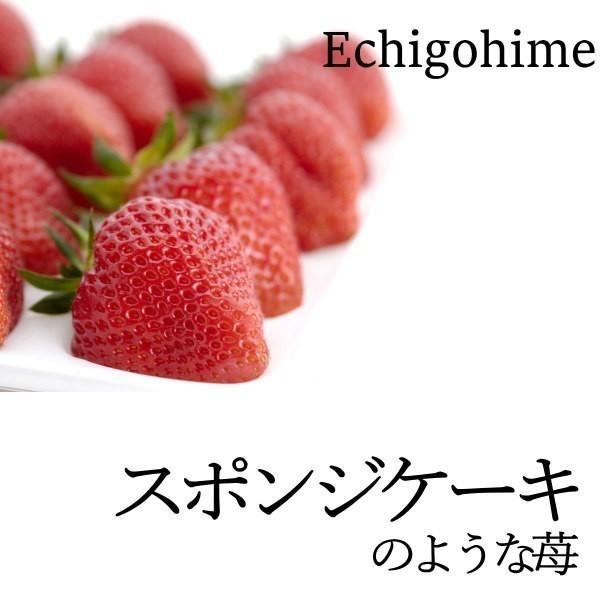 越後姫いちご 新潟 送料無料 お祝いギフトに 約800ｇ