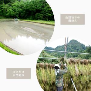 よもぎ茶 国産 100g 送料無料 新潟県阿賀...の詳細画像5