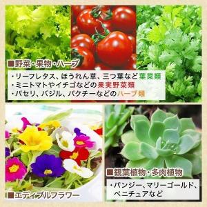 温室 簡易温室 ミニ温室 家庭用 家庭菜園 室...の詳細画像4