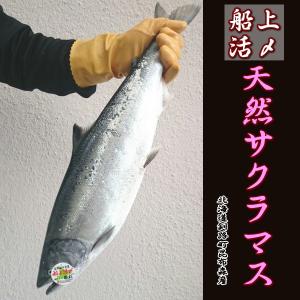北海道 鮭 サーモン 本鱒 サクラマス ます ...の詳細画像1