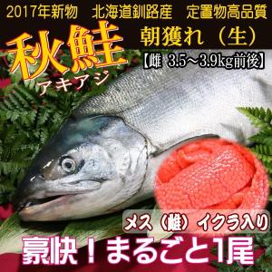 2023年度　北海道 鮭 生　秋鮭　メス　生筋子　３．５〜３．９キロ前後　加工無し　冷凍