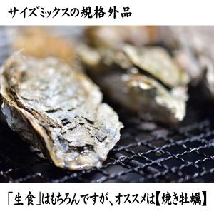 牡蠣 生食用 殻付き牡蠣 4kg 北海道 知内...の詳細画像1