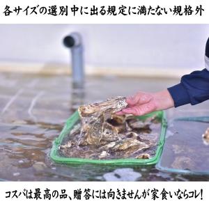 牡蠣 生食用 殻付き牡蠣 4kg 北海道 知内...の詳細画像2