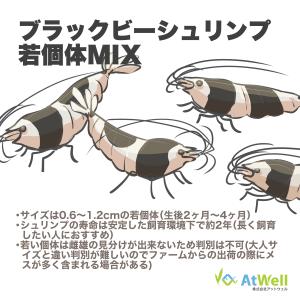 ブラックビーシュリンプ 【若個体】10匹+1匹...の詳細画像3