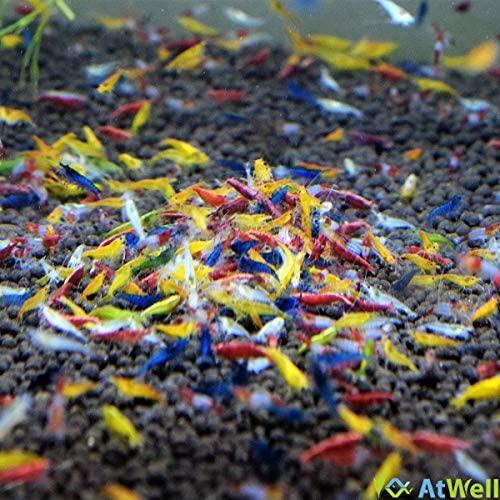 シュリンプ6種MIXセット 20匹＋4匹補償サービス付き(10匹＋2匹×2セット=合計24匹）