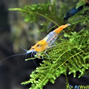 オレンジルリーシュリンプ 5匹の詳細画像1