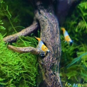 オレンジルリーシュリンプ 5匹の詳細画像2