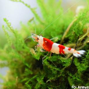 Marfied（マーフィード） マリンソルトテスタ : チャーム charm ヤフー