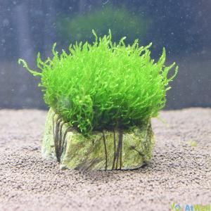 無農薬】ミクロソリウム本ナローリーフ ミニ溶岩石付き : AtWell