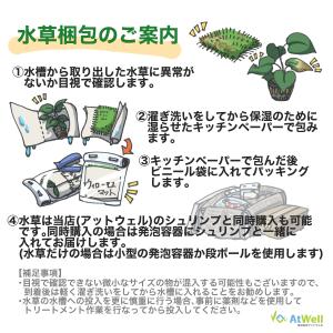 【無農薬】水草 ウィーピングモス玄武岩付きの詳細画像2