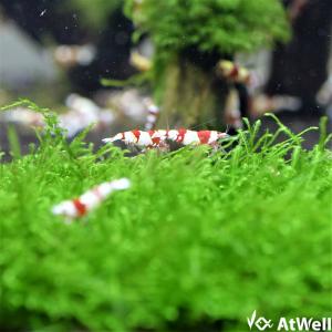 【無農薬】ウィローモスマット(縦横約9.0cm)の詳細画像1