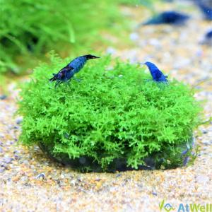 プレミアムグリーンモス丸石付き 直径約5cm