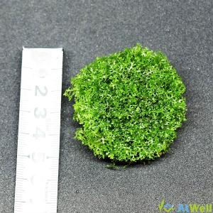 【無農薬】プレミアムグリーンモス丸石付き 直径...の詳細画像2