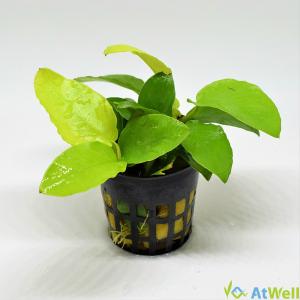 無農薬】ミクロソリウム本ナローリーフ ミニ溶岩石付き : AtWell