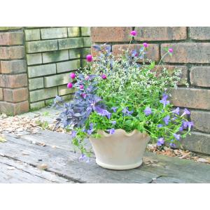 スペイン鉢 カルメン 22cm ガーデニング 植木鉢 寄せ植え鉢 テラコッタ 素焼き鉢 浅鉢 園芸 陶器鉢 かわいい 93128