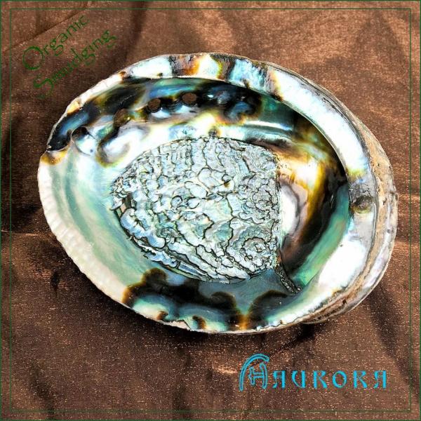 グリーンアバロニシェル＆コーラルパウダー　Abalone Shell　スマッジング器　天然