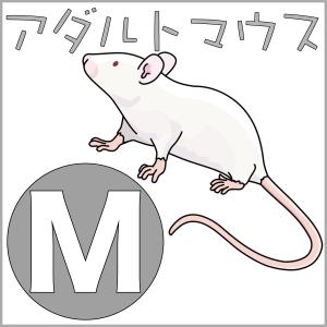 アダルト マウス Mサイズ 100匹 冷凍 餌 爬虫類 猛禽類 新鮮