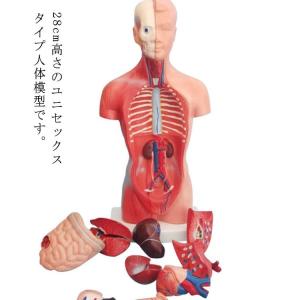 内臓人体模型 28cm 15パーツ 内臓模型 標本 ブロック 科学 実験 模型 スマートラボ お腹の見えるミニ人体模型｜アパレルAvicii アヴィーチ