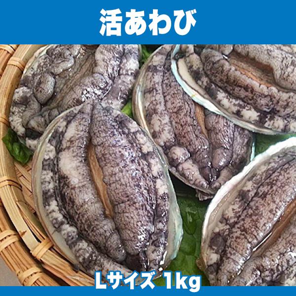 生きているから肝までお刺身品質 活あわび Lサイズ 1kg